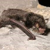 Understanding Bats and the regulations that surround them