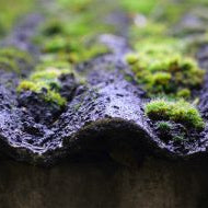 Should I Remove Moss From My Roof?