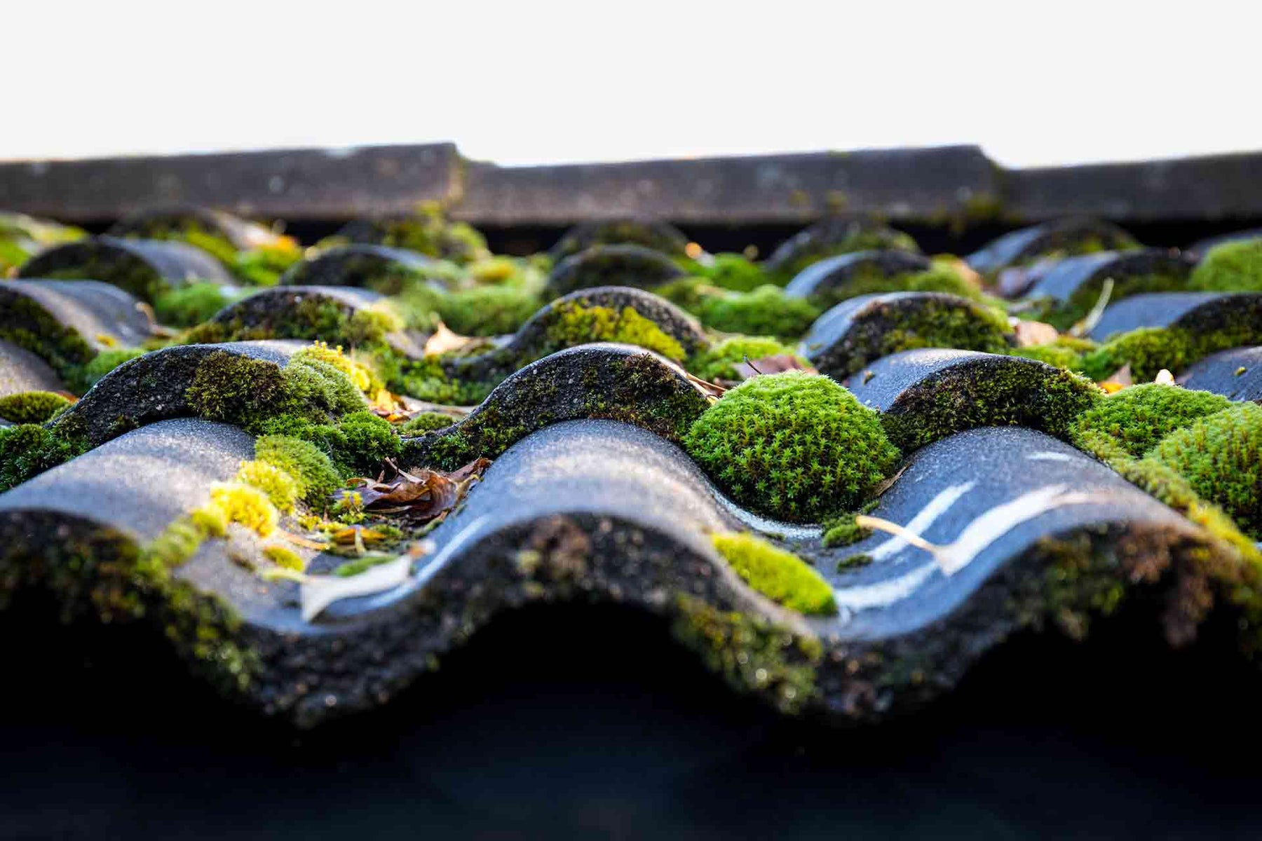 An image of a tiles roof with built up moss growth.