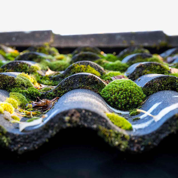 An image of a tiles roof with built up moss growth.