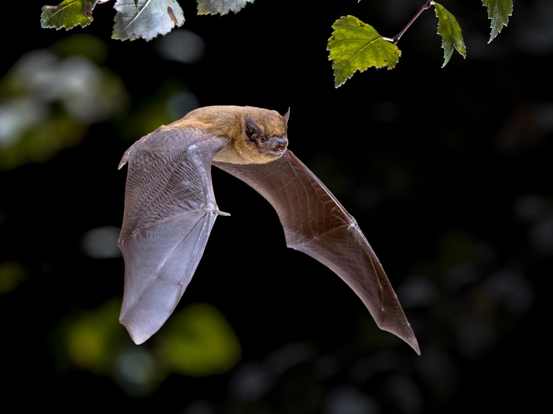 An image showing a Pipistrelle bat Derbyshire
