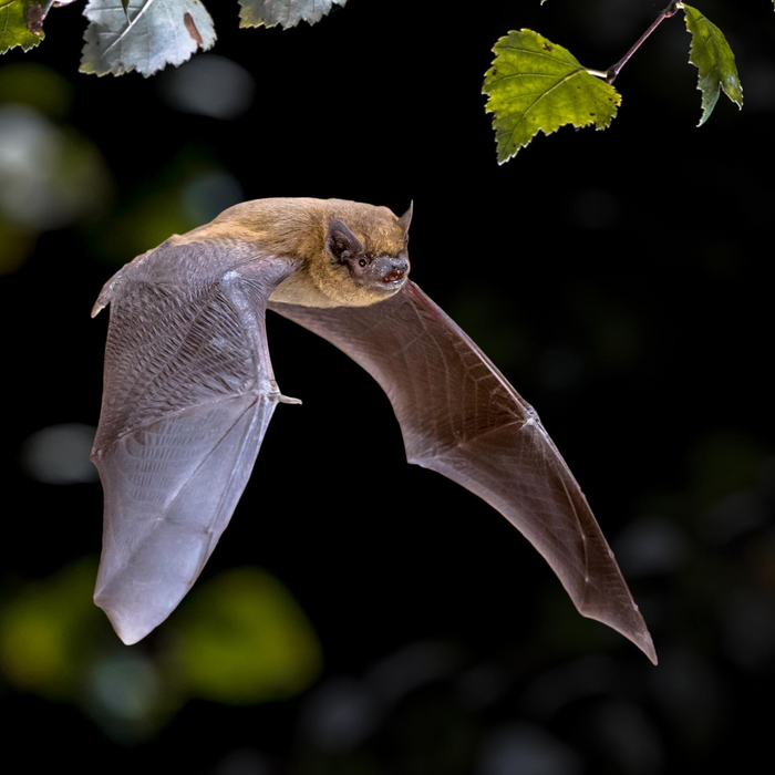 An image showing a Pipistrelle bat Derbyshire