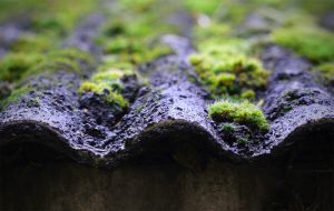 Should I Remove Moss From My Roof?