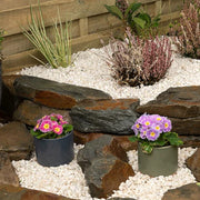 An image showing Artico White Marble Stone Aggregate Chippings when laid as part of a rockery garden.
