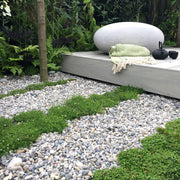 An image showing Dove Grey Stone Aggregate Gravel. They are laid as decoration in a garden.