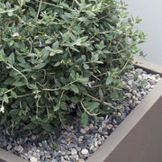 An image showing Dove Grey Stone Aggregate Gravel. They are laid as decoration in a plant pot.