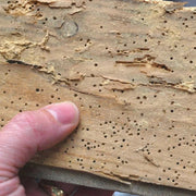 An image showing wood with woodworm to show an example of what to use Everbuild Lumberjack Woodworm Killer on.
