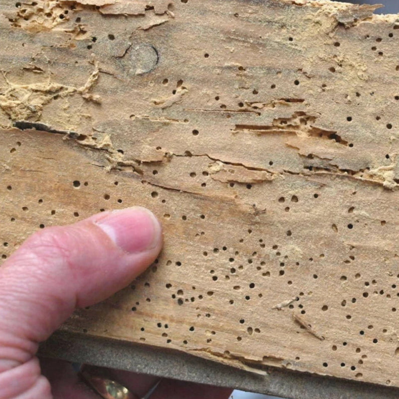 An image showing wood with woodworm to show an example of what to use Everbuild Lumberjack Woodworm Killer on.