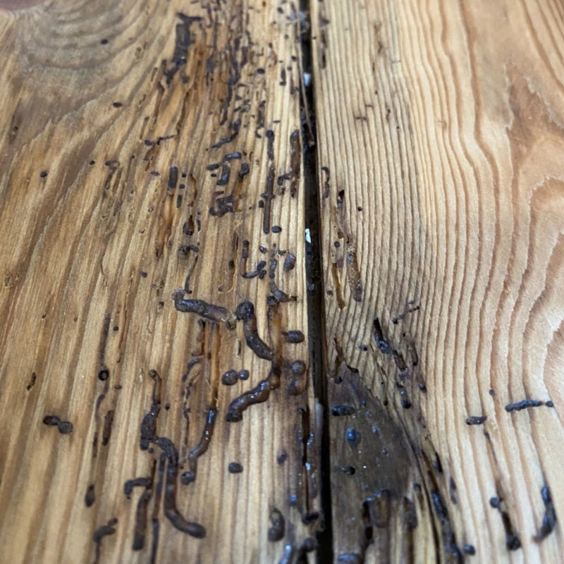 An image showing wood with woodworm to show an example of what to use Everbuild Lumberjack Woodworm Killer on.