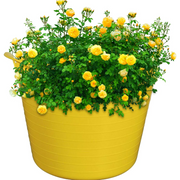 An image showing a Flexible Tub / Bucket. It is Yellow and have been used as a flower container.