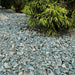 An image of Green Slate stone Aggregates and how they look when laid in a garden