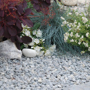 An image showing Ocean Blue Pebble Stone Aggregate Gravel. They are laid as a path in a garden.