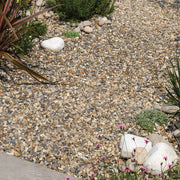 An image showing Oyster Pebble Stone Aggregate Chippings. They are laid as a path in a garden.