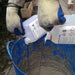 An image of Resiply resiDUAL Part A and B being poured into a sand mixture ready to brush into paving joints.