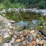 An image showing Oyster Cobble Stone Aggregate Gravel. They are laid around a pond as decoration in a garden.